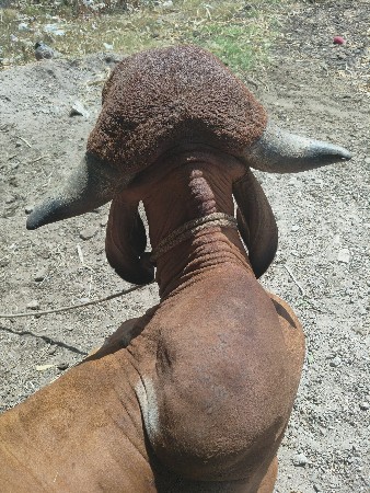 હોડકી વેચવાની છે