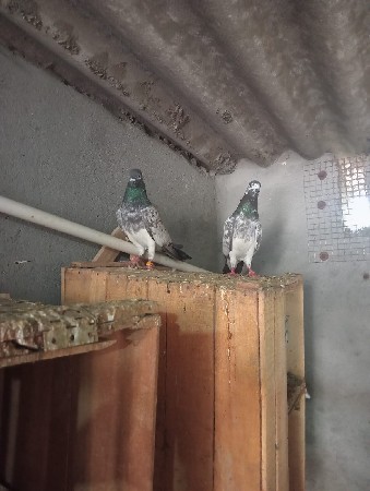 જોડે વેચવાની છે