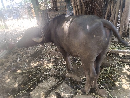 થંબનેલ 3