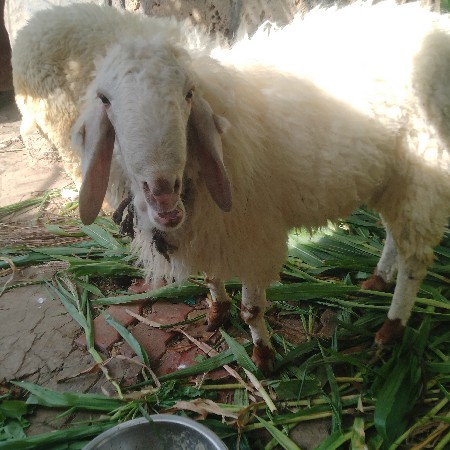 થંબનેલ 2