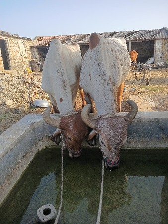 વાઢેર  વિજાણંદ  ભાઇ