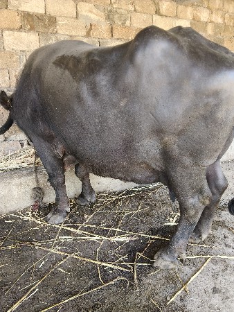 ભેંસ વેચવાની છે