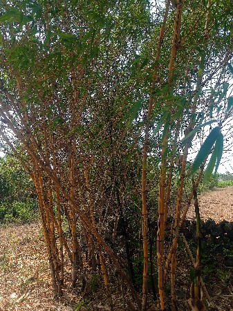 थंबनेल 2