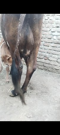 2 વેતર નિસે વાસડી