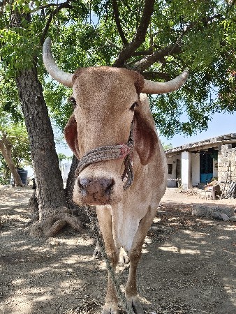 ગાય વેચવાની છે