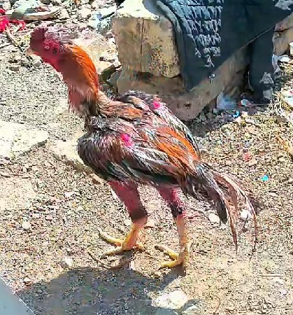 અસીલ મૂરગો વેચવા નો છે