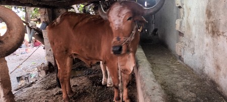 બળદ