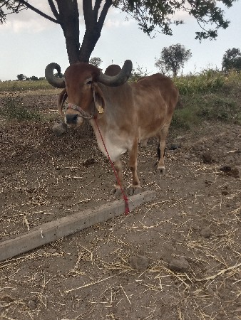 थंबनेल 2