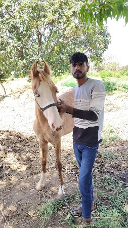 વછેરો ઘોડો વેચવાનો છે