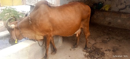 થંબનેલ 2