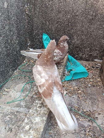 3 પઠા વેચવા ના છે