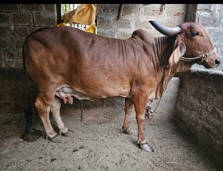 ગાય વેચવાની છે
