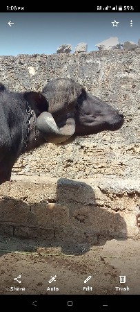 ખળેલી વેચવાની  છે