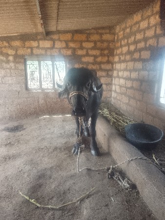 પાદોવેસવાનો