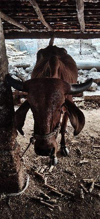 બે ગાયો વેચવાની છે