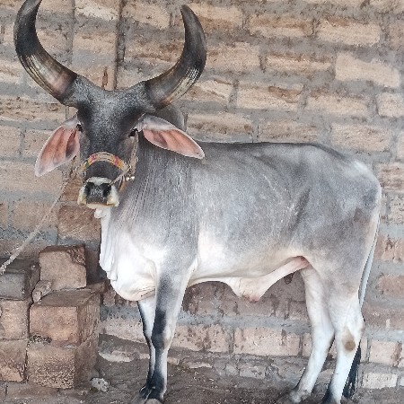 थंबनेल 3