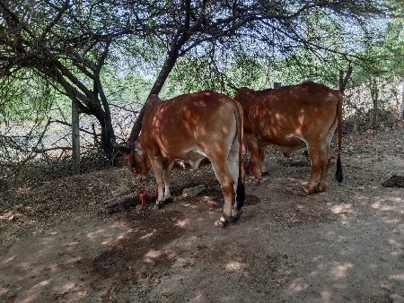 બળદ વેચવાના છે