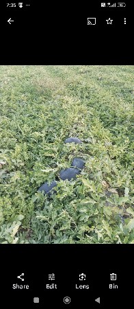 તરબુચ વેશવાના છે