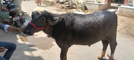 આ. પાડા વેચવાના છે