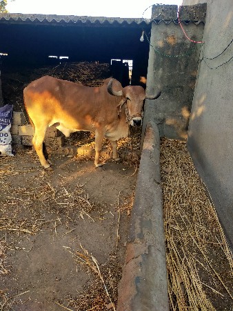 બળદ વેચવાનો છે