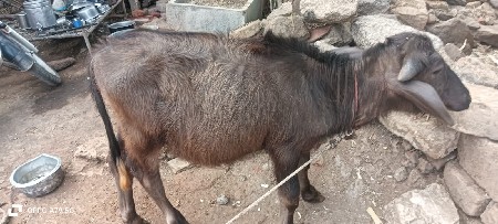 આ પાડી વેચવાની છે