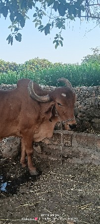 5 ધરના છે