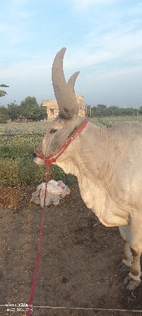 badal vesavano che sav sojo