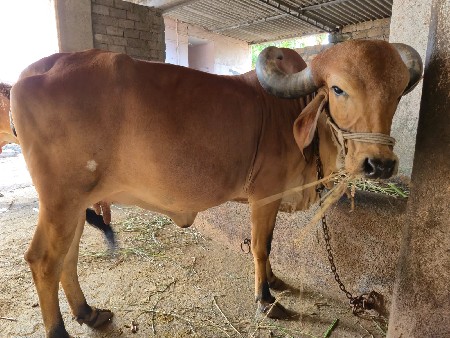 ગીર ગાય વેચવાની છે