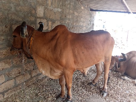 થંબનેલ 2