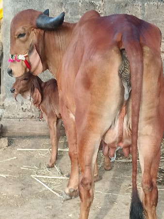 ગીર ગાય વેચવાની ફોન 6355206340