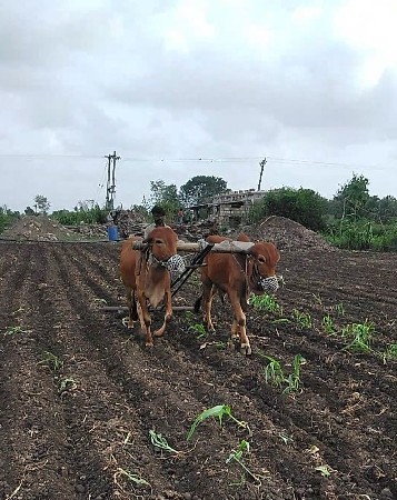 ગોઢલા વેચવાના છે