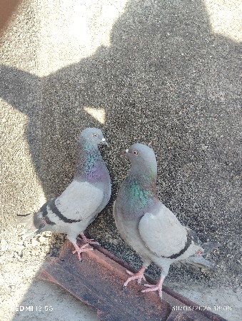 Chaar Jodi kabootar bechvana 8 Nag