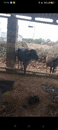 थंबनेल 3