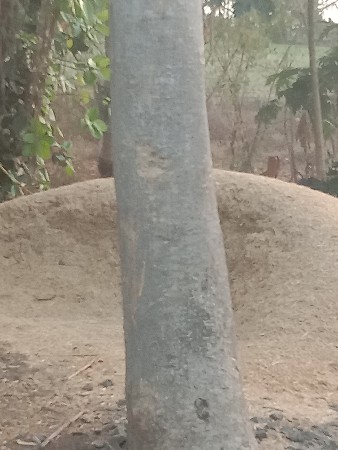 લાકડાં વેચવાના છે