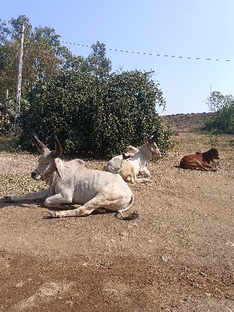 ગોઢલા વેચવાના છે