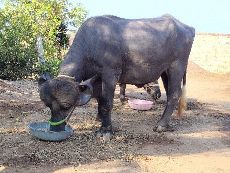 थंबनेल 3