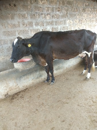 ગાય વેચવાની છે