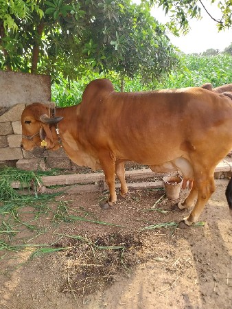 गाय वेचवा नी छे