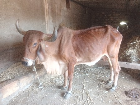 થંબનેલ 3