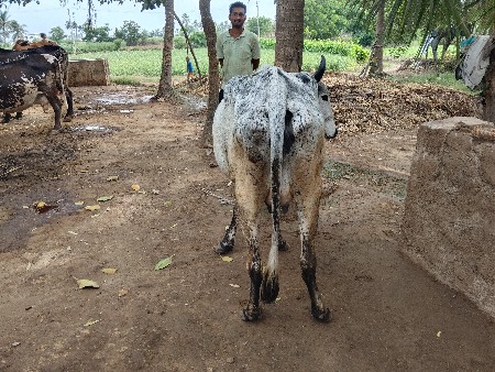 વેચવાની છે