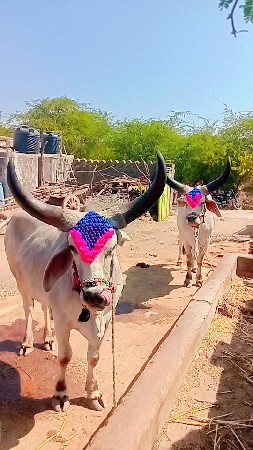 થંબનેલ 3