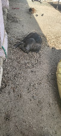 ભેંસ વેચવાની છે