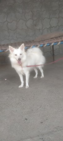 વેચવાનું છે