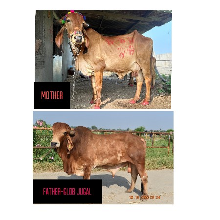 ગીર બુલ આપવાનો છે