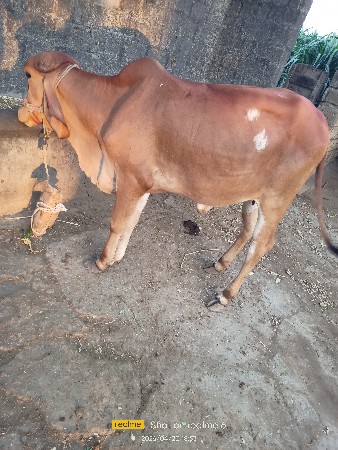ગીર ગાય ની વાછરડી છે