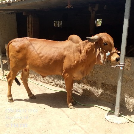 હોડકી વેચવાની છે