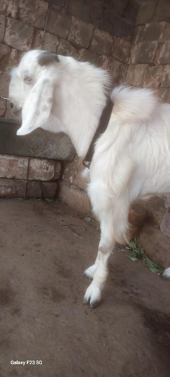 15  મઈનનૉ છે