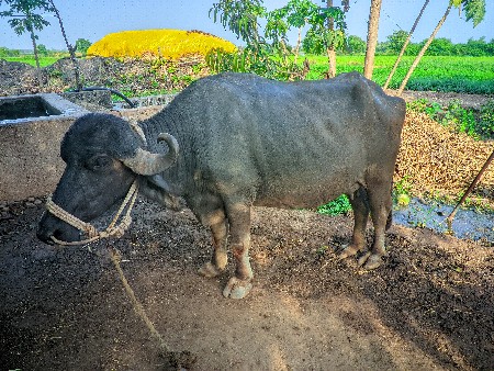 થંબનેલ 2