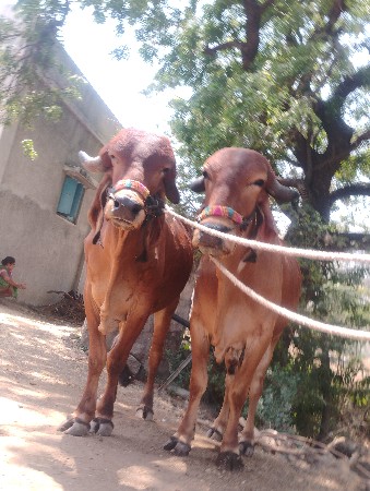 ગોટલા વેચાવછે
