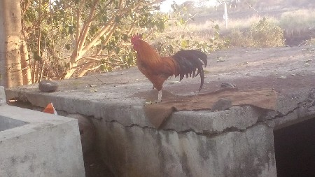 ઈંડા બધાયના ચાલુ છે